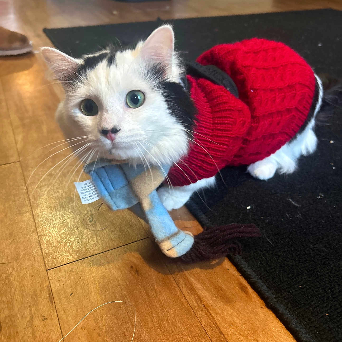 Toulousse Junji Lide