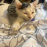 Toulousse Junji Lide is registered to the contest to win money with this photo: kitten, cat, sleepy, paw, fur, white, black, fabric, pattern, bed, resting, cozy, indoor, cute, animal, pet, small, closeup, soft, relaxed