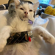 Toulousse Junji Lide is registered to the contest to win money with this photo: cat, kitten, bed, lighter, fluffy, white, black, indoor, window, curtain, blanket, purple_collar, close_up, relaxed, pet, feline, animal, cute, lying_down, cozy