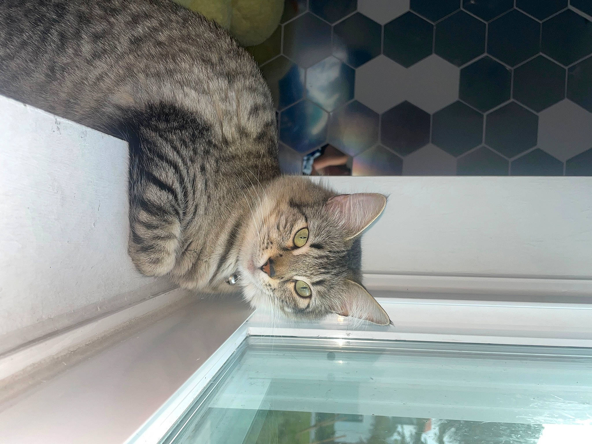 Rosie is registered to the contest to win money with this photo: carnivore, cat, ceiling, comfort, domestic_short_haired_cat, felidae, fur, pattern, paw, small_to_medium_sized_cats, snout, tail, terrestrial_animal, water, whiskers, window, wood