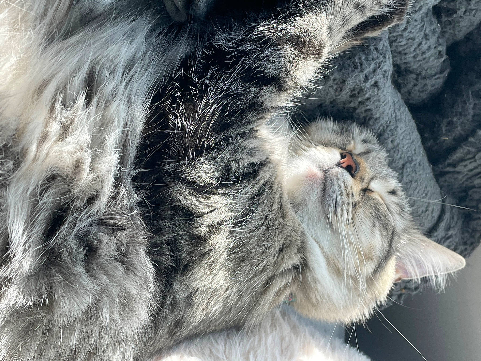 Rosie is registered to the contest to win money with this photo: carnivore, cat, claw, close_up, domestic_short_haired_cat, eye, felidae, fur, grey, nap, paw, sleep, small_to_medium_sized_cats, snout, tail, terrestrial_animal, tree, whiskers, wildlife, wrinkle