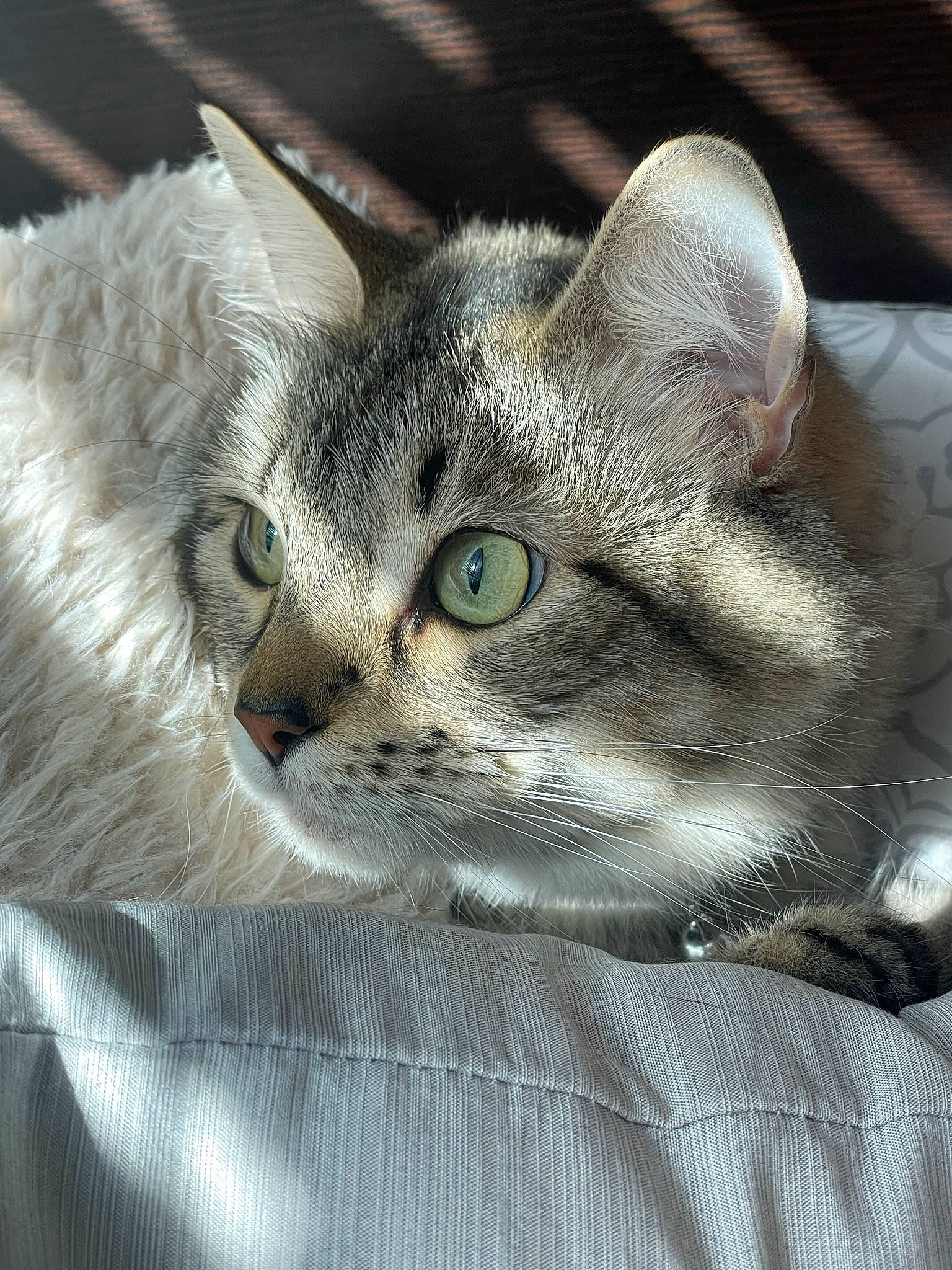 Rosie is registered to the contest to win money with this photo: carnivore, cat, cat_supply, claw, comfort, domestic_short_haired_cat, door, ear, eye, felidae, fur, grey, paw, small_to_medium_sized_cats, snout, whiskers, window