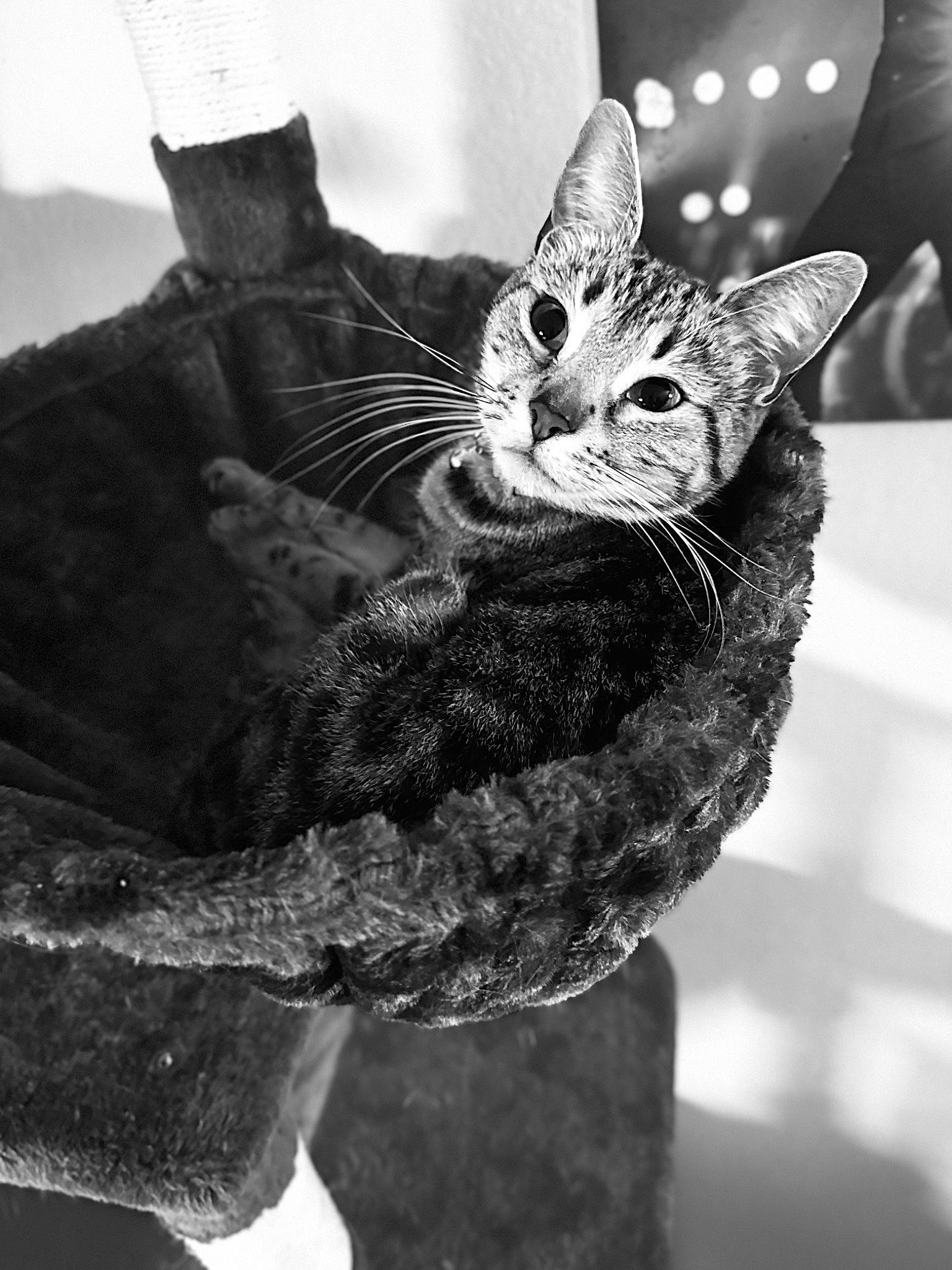 Tiny is registered to the contest to win money with this photo: art, black, black_and_white, carnivore, cat, domestic_short_haired_cat, fashion_accessory, felidae, fur, grey, metal, monochrome, monochrome_photography, small_to_medium_sized_cats, snout, stock_photography, style, whiskers, white, window