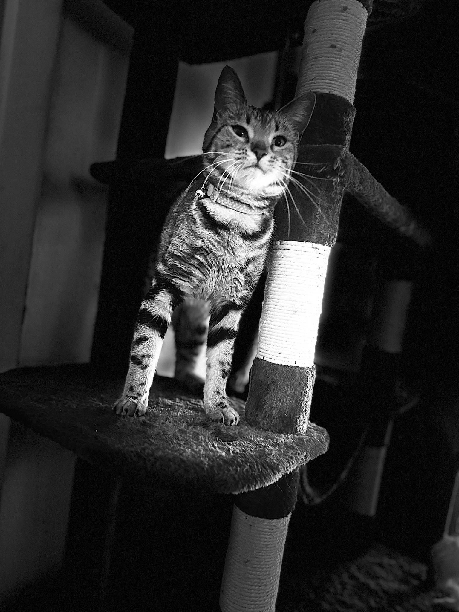 Tiny is registered to the contest to win money with this photo: beauty, black, black_and_white, carnivore, cat, chair, darkness, felidae, gesture, grey, human_leg, leg, monochrome, monochrome_photography, sleeve, small_to_medium_sized_cats, snout, style, tail, whiskers