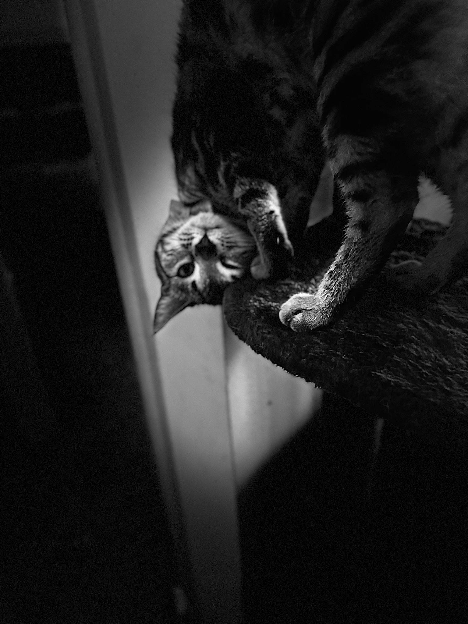 Tiny is registered to the contest to win money with this photo: canidae, carnivore, cat, claw, darkness, dog_breed, domestic_short_haired_cat, felidae, fur, gesture, monochrome, monochrome_photography, small_to_medium_sized_cats, snout, sporting_group, tail, terrestrial_animal, whiskers, wildlife, wrinkle