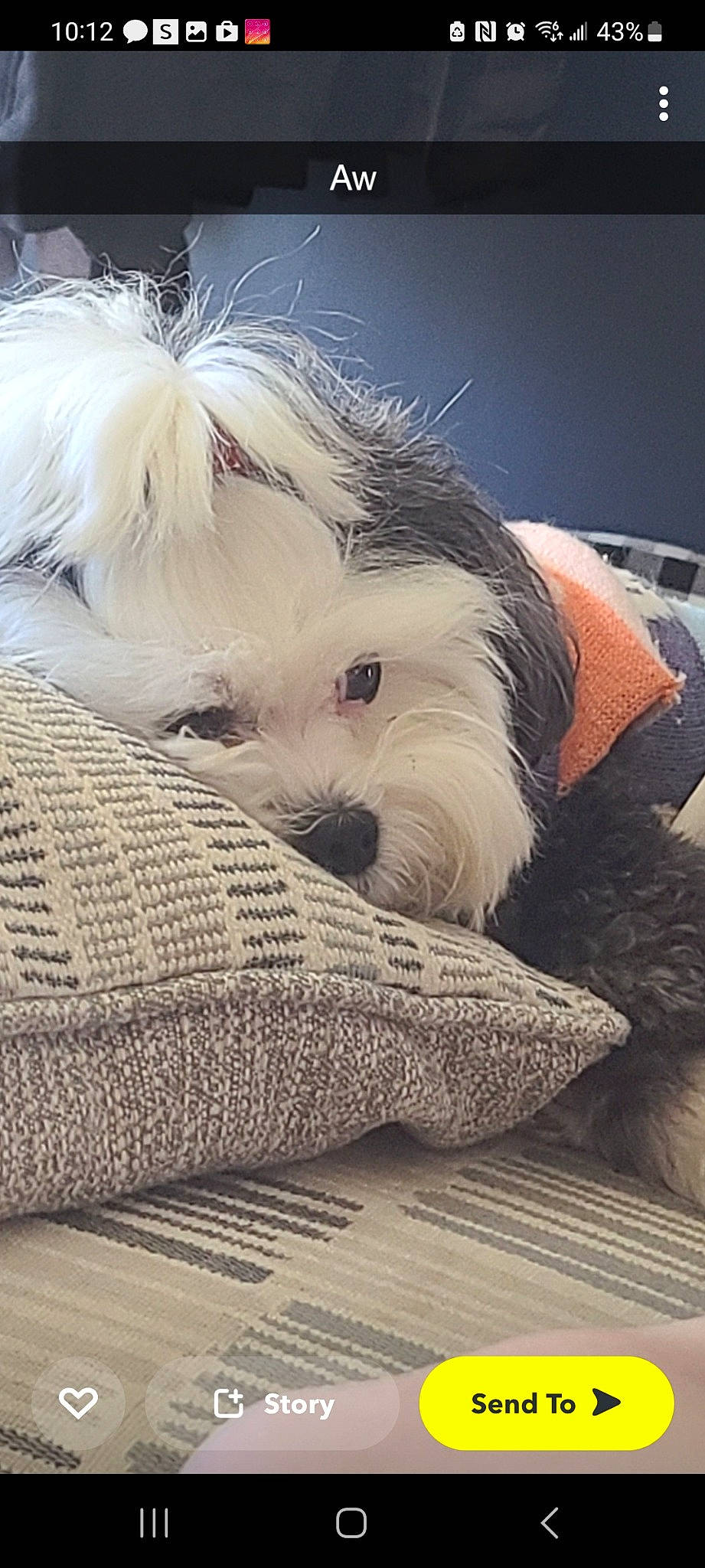 Panda is registered to the contest to win money with this photo: canidae, carnivore, cloud, comfort, companion_dog, dog, dog_breed, dog_supply, fur, linens, maltepoo, nap, puppy, puppy_love, small_terrier, snout, sporting_group, terrier, toy_dog, working_animal