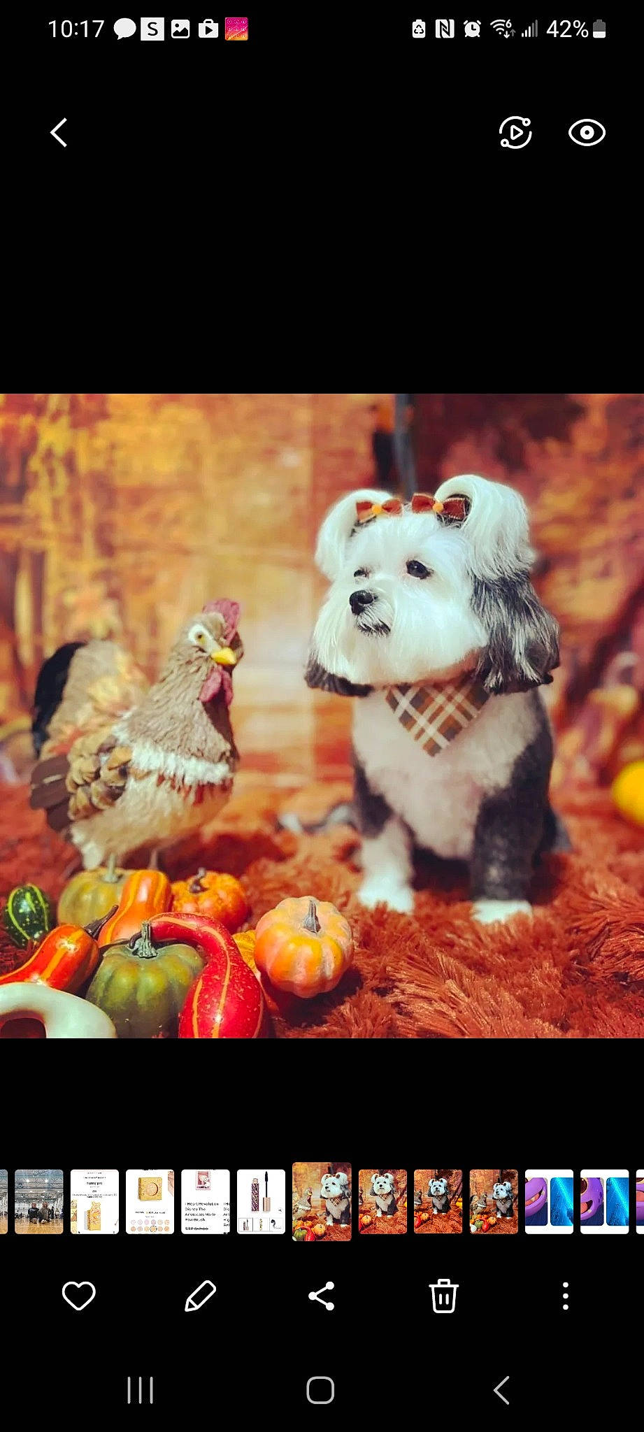 Panda joined the competition — help win amazing prizes! adaptation, art, big_cats, calabaza, carnivore, companion_dog, event, felidae, font, grass, happy, natural_foods, orange, organism, phasianidae, photo_caption, plant, tail, toy, tree