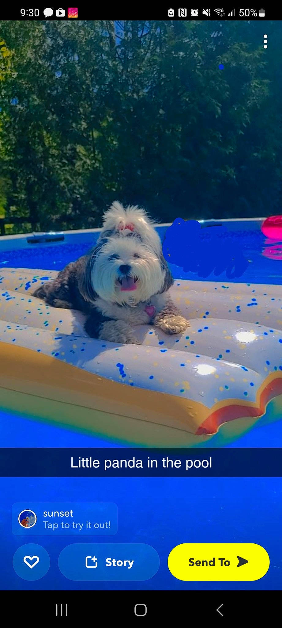 Panda is registered to the contest to win money with this photo: advertising, blue, canidae, carnivore, companion_dog, dog, dog_breed, dog_supply, electric_blue, font, giant_dog_breed, photo_caption, recreation, rectangle, small_terrier, snout, sporting_group, terrier, toy_dog, vertebrate