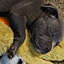 animal, bear, boxer, bulldog, canine, dog, frenchbulldog, homedecor, hound, person, pet, pitbull, plush, pug, puppy, rug, sleeping, snout, teddybear, toy