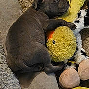Bravo joined the competition — help win amazing prizes! animal, ball, bear, canine, couch, cushion, dog, furniture, homedecor, hound, labradorretriever, person, pet, plush, puppy, sleeping, sport, tennis, tennisball, toy