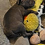 animal, ball, bear, canine, couch, cushion, dog, furniture, homedecor, hound, labradorretriever, person, pet, plush, puppy, sleeping, sport, tennis, tennisball, toy