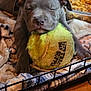 animal, ball, bulldog, canine, dog, hound, indoors, labradorretriever, livestock, person, pet, pitbull, puppy, sheep, sleeping, sphere, sport, tennis, tennisball, wood