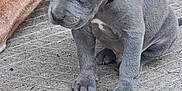 Bravo is registered to the contest to win money with this photo: accessories, animal, boxer, bulldog, canine, dog, frenchbulldog, greatdane, hound, labradorretriever, person, pet, pitbull, pointer, puppy, slate, sleeping, snout, strap, terrier