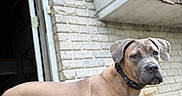 Freya Jane is registered to the contest to win money with this photo: alert, animal, backyard, brick_wall, brown_dog, canine, collar, daylight, dog, domestic_animal, doorway, garden_hose, house, mammal, outdoor, pet, short_hair, side_view, standing, wood_shingles