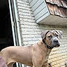 alert, animal, backyard, brick_wall, brown_dog, canine, collar, daylight, dog, domestic_animal, doorway, garden_hose, house, mammal, outdoor, pet, short_hair, side_view, standing, wood_shingles