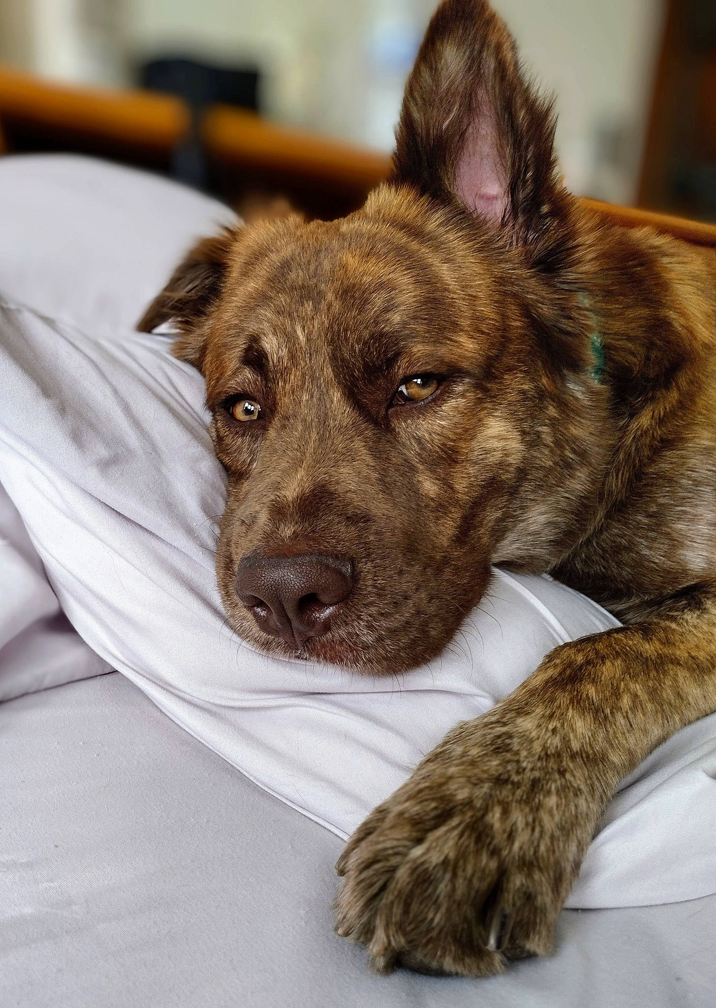 Buster is registered to the contest to win money with this photo: ancient_dog_breeds, canidae, carnivore, cimarron_uruguayo, companion_dog, dog, dog_breed, fawn, fur, liver, non_sporting_group, snout, sporting_group, terrestrial_animal, treeing_tennessee_brindle, whiskers, working_animal, working_dog