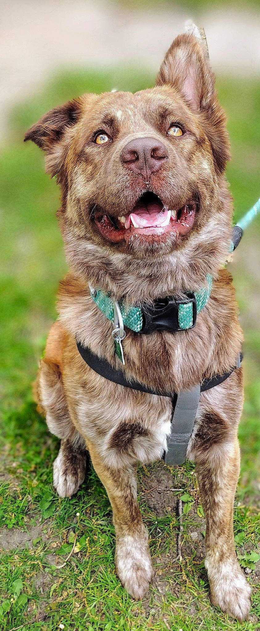 Buster is registered to the contest to win money with this photo: canidae, carnivore, collar, companion_dog, dog, dog_breed, dog_collar, fashion_accessory, fawn, fur, grass, gun_dog, leash, liver, snout, sporting_group, terrestrial_animal, whiskers, working_animal, wrinkle