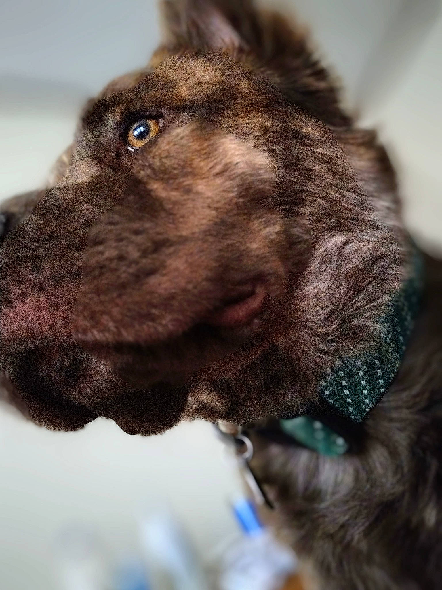 Buster joined the competition — help win amazing prizes! canidae, carnivore, close_up, collar, companion_dog, dog, dog_breed, dog_collar, ear, electric_blue, fur, leash, liver, snout, sporting_group, terrestrial_animal, whiskers, wildlife, working_animal, working_dog