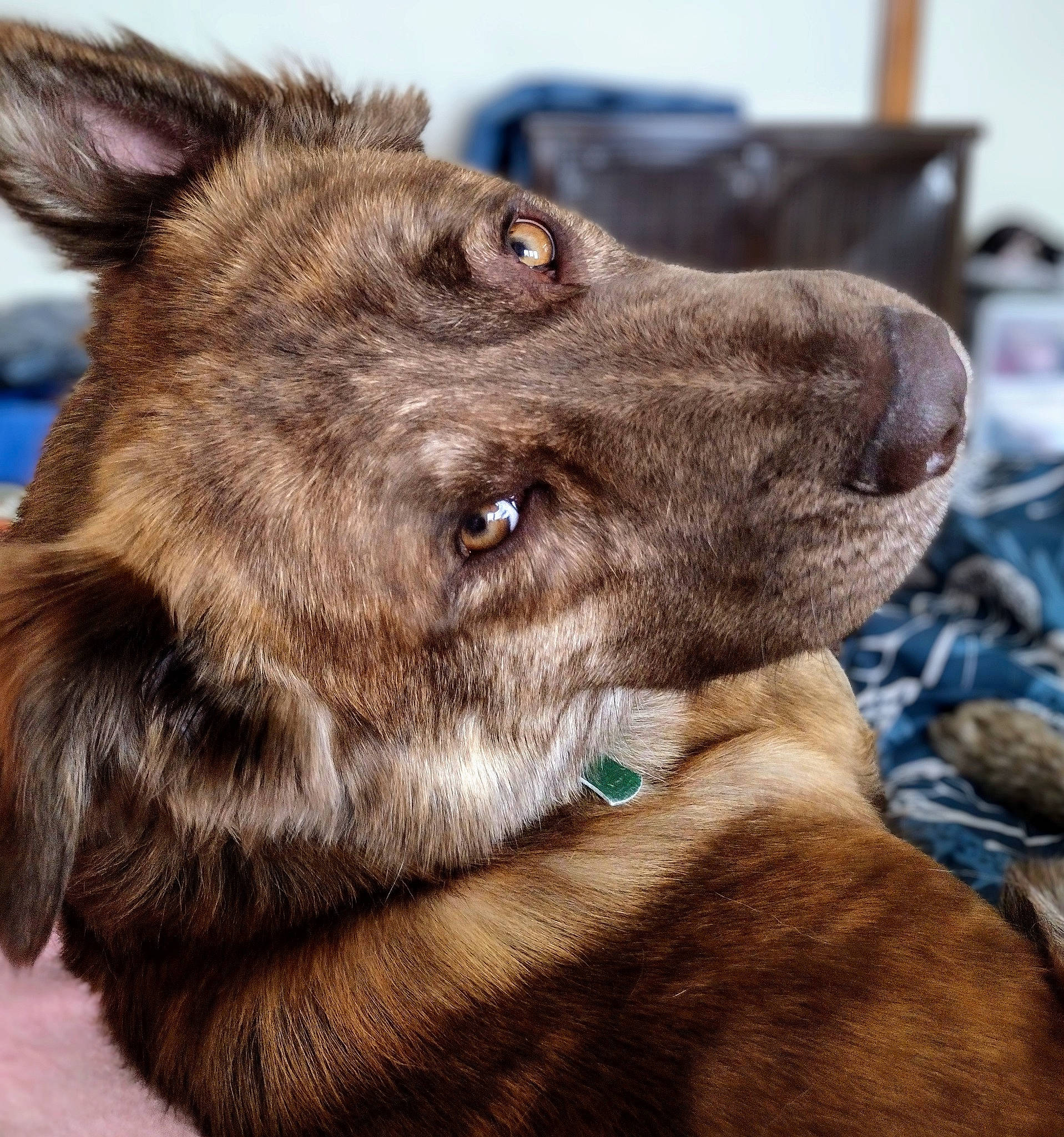 Buster is registered to the contest to win money with this photo: canidae, carnivore, collar, companion_dog, dog, dog_breed, dog_collar, ear, electric_blue, fawn, fur, liver, snout, sporting_group, terrestrial_animal, whiskers, working_animal, working_dog