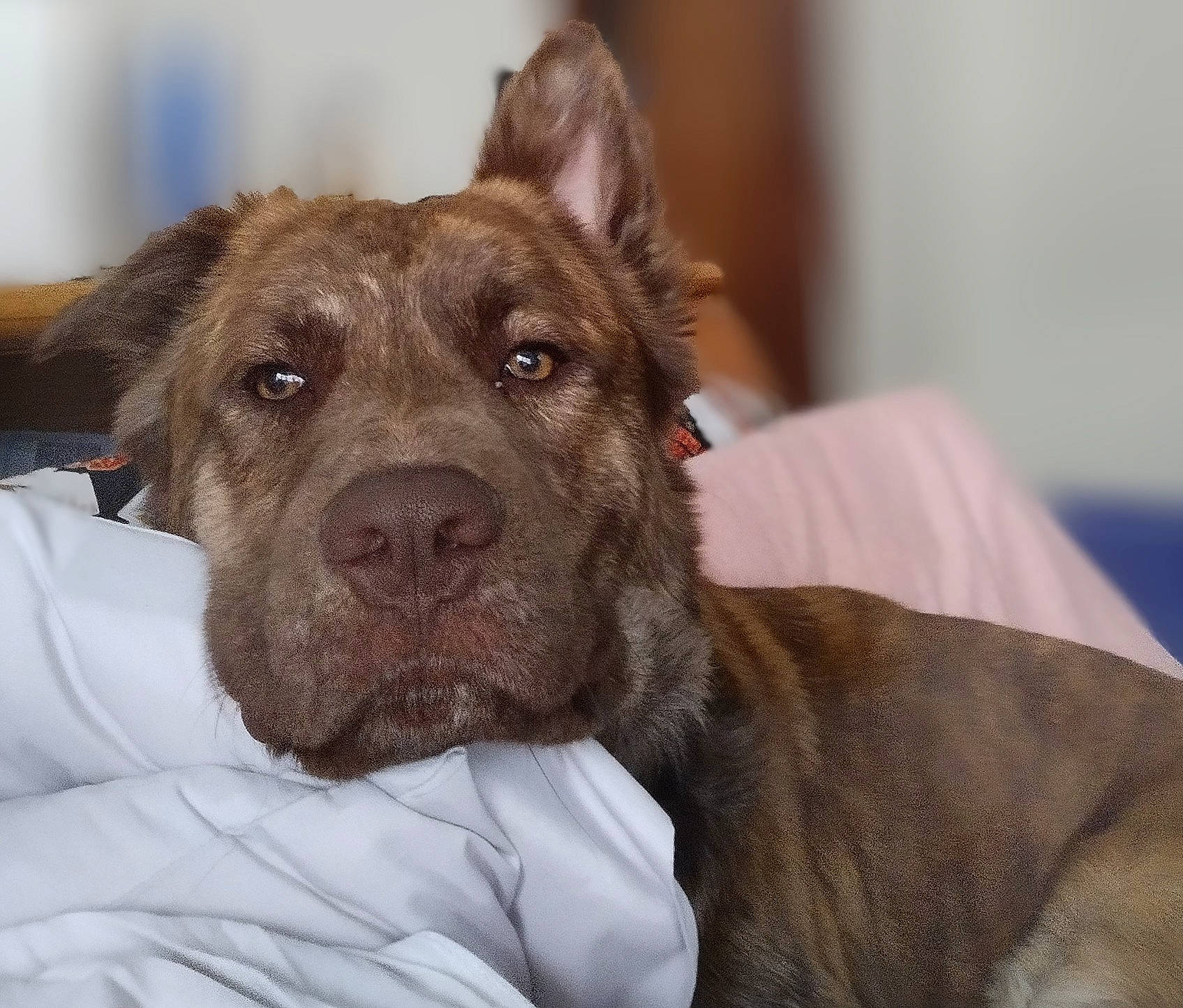 Buster is registered to the contest to win money with this photo: canidae, carnivore, collar, comfort, companion_dog, dog, dog_breed, ear, fawn, fur, guard_dog, liver, non_sporting_group, sporting_group, terrestrial_animal, whiskers, working_animal, wrinkle