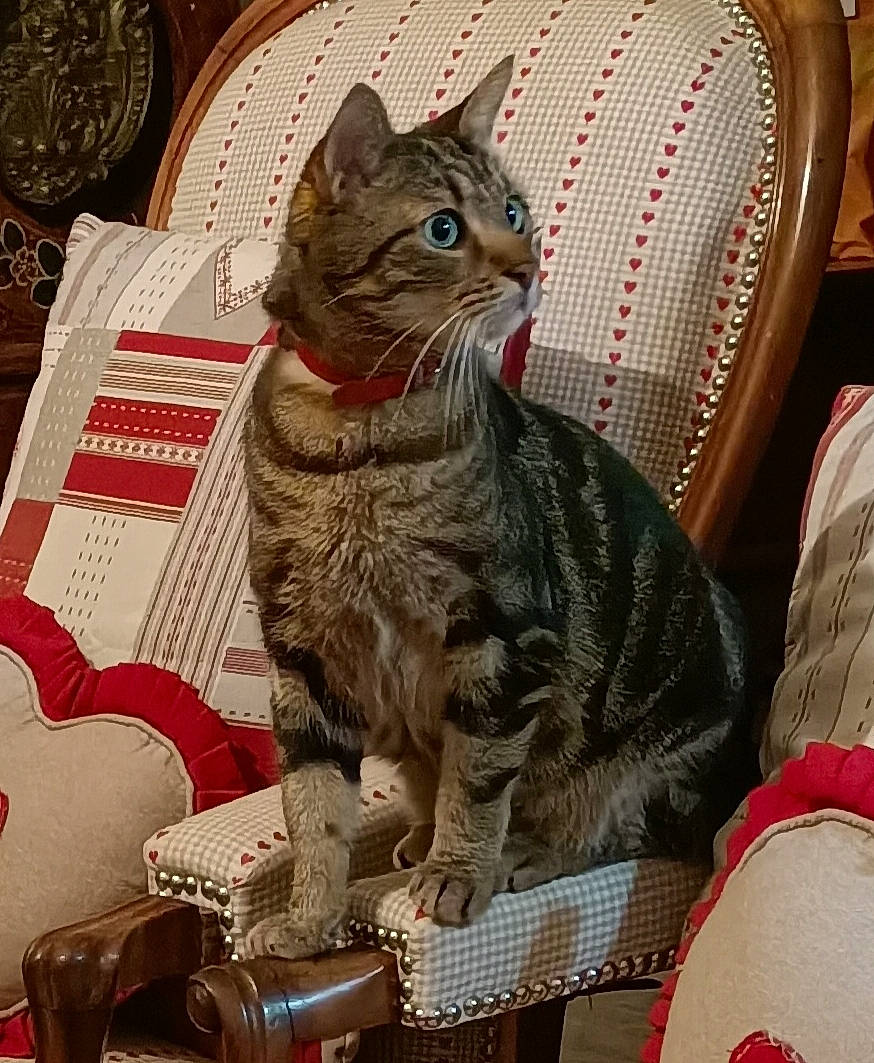 Mistral a rejoint le concours — aidez-le/la à gagner de superbes lots ! basket, carnivore, cat, cat_supply, comfort, domestic_short_haired_cat, felidae, fur, pet_supply, small_to_medium_sized_cats, snout, tableware, terrestrial_animal, whiskers, wicker