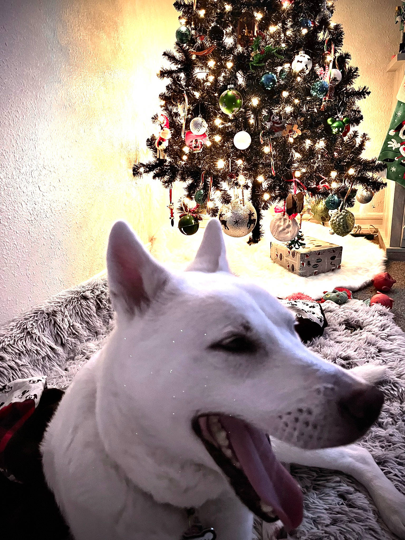 Killian is registered to the contest to win money with this photo: carnivore, christmas_decoration, christmas_ornament, christmas_tree, companion_dog, conifer, dog, dog_breed, event, evergreen, holiday, holiday_ornament, light, ornament, plant, snout, tints_and_shades, tree, white, winter
