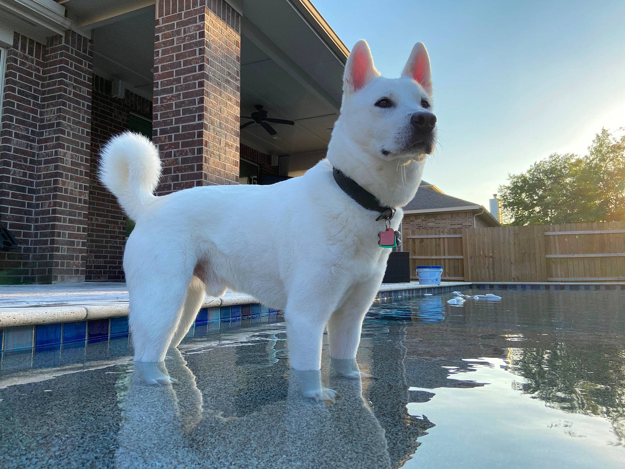 Killian joined the competition — help win amazing prizes! ancient_dog_breeds, bench, canidae, carnivore, collar, companion_dog, dog, dog_breed, fawn, lake, liquid, non_sporting_group, plant, sky, snout, sporting_group, tail, tree, water, working_animal