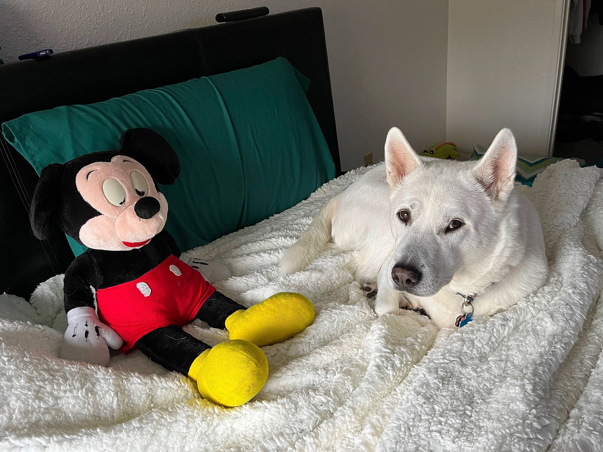 Killian is registered to the contest to win money with this photo: baby_toys, carmine, carnivore, comfort, companion_dog, dog, dog_breed, dog_supply, dog_toy, felidae, linens, non_sporting_group, pet_supply, plush, room, sporting_group, stuffed_toy, terrestrial_animal, toy, whiskers