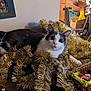 cat, tinsel, golden, feline, indoor, curious, household, clutter, room, furniture, box, decor, pet, animal, resting, cozy, white, gray, cute, holiday