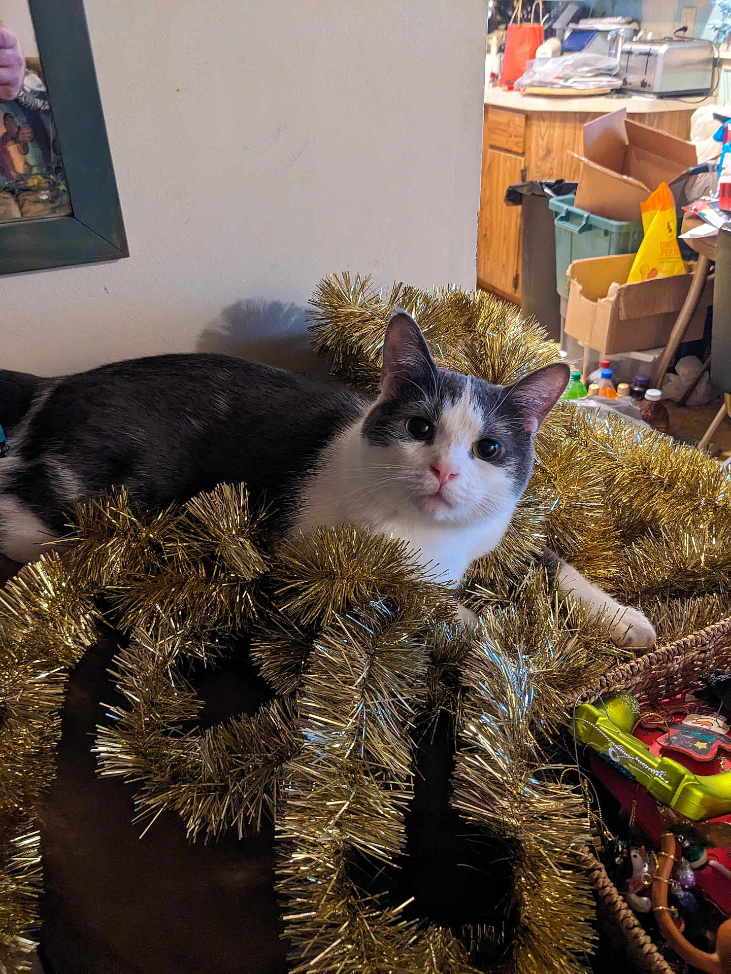 Muffin is registered to the contest to win money with this photo: cat, tinsel, golden, feline, indoor, curious, household, clutter, room, furniture, box, decor, pet, animal, resting, cozy, white, gray, cute, holiday