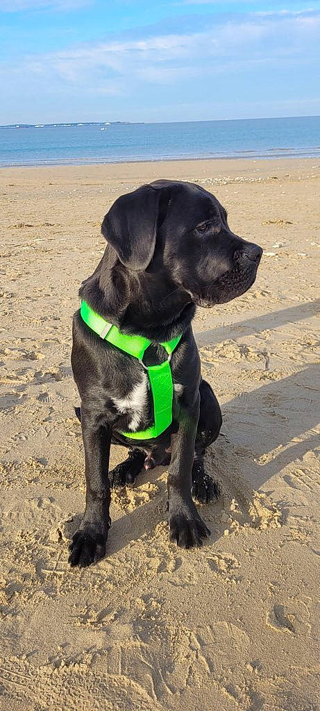 Saïane a rejoint le concours — aidez-le/la à gagner de superbes lots ! beach, borador, canidae, carnivore, collar, companion_dog, dog, dog_breed, dog_collar, dog_supply, fawn, gun_dog, leash, personal_protective_equipment, pet_supply, sky, snout, sporting_group, water, working_animal