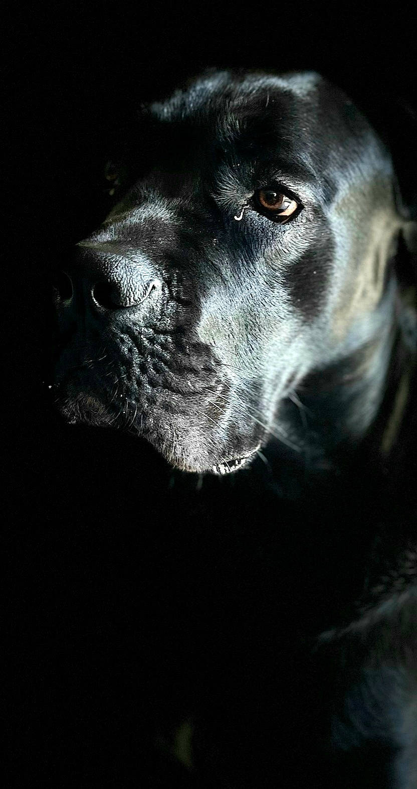 Saïane a rejoint le concours — aidez-le/la à gagner de superbes lots ! borador, canidae, carnivore, companion_dog, darkness, dog, dog_breed, fur, gun_dog, monochrome, monochrome_photography, snout, sporting_group, terrestrial_animal, tints_and_shades, whiskers, working_animal