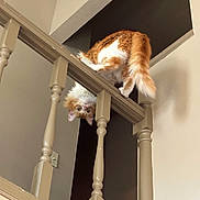 Ludo is registered to the contest to win money with this photo: animal, balcony, cat, curious, cute, ears, feline, fur, house, indoor, looking, orange_cat, pet, playful, stair_railing, upside_down, wall, whiskers, white_cat, wooden_railing