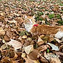 Ludo joined the competition — help win amazing prizes! alert, animal, autumn, cat, closeup, curious, daylight, fallen_leaves, fur, grass, harness, leaf_litter, lying_down, mammal, nature, orange_cat, outdoor, pet, whiskers, white_fur