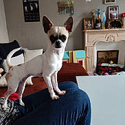 Vicky participe au concours pour gagner de l'argent avec cette photo : dog, chihuahua, small_dog, pet, indoor, person, knee, cushion, fireplace, toy, home, living_room, ears, white_dog, brown_spots, furniture, portrait, animal, cute, standing