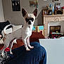 dog, chihuahua, small_dog, pet, indoor, person, knee, cushion, fireplace, toy, home, living_room, ears, white_dog, brown_spots, furniture, portrait, animal, cute, standing