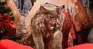 Ravens a rejoint le concours — aidez-le/la à gagner de superbes lots ! cat, gray_cat, fierce, mouth_open, teeth, fur, animal, pet, indoor, holiday, decoration, red, green, cozy, christmas, background, furniture, closeup, expression, angry_cat
