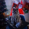 Ravens participe au concours pour gagner de l'argent avec cette photo : cat, chair, cushion, christmas_tree, christmas_stockings, snowman, santa_claus, reindeer, holiday_decor, indoor, furniture, pet, fluffy, gray_cat, festive, cozy, wooden_wall, table, ornaments, lighting