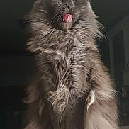 Ravens participe au concours pour gagner de l'argent avec cette photo : cat, fluffy, gray, tongue_out, sitting, fur, pet, indoor, animal, whiskers, ears, tail, closeup, portrait, cute, feline, relaxed, domestic_cat, mammal, expression