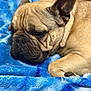 Bruno Barkman is registered to the contest to win money with this photo: dog, french_bulldog, pet, animal, close_up, wrinkles, brown, sleepy, resting, blanket, blue, soft, fur, cute, indoor, cozy, portrait, canine, laying, relaxed