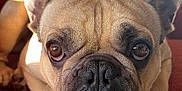 Bruno Barkman joined the competition — help win amazing prizes! dog, french_bulldog, pet, close_up, brown_eyes, wrinkles, lying_down, indoor, couch, orange, fur, face, ears, cute, animal, canine, portrait, resting, domestic_animal, companion