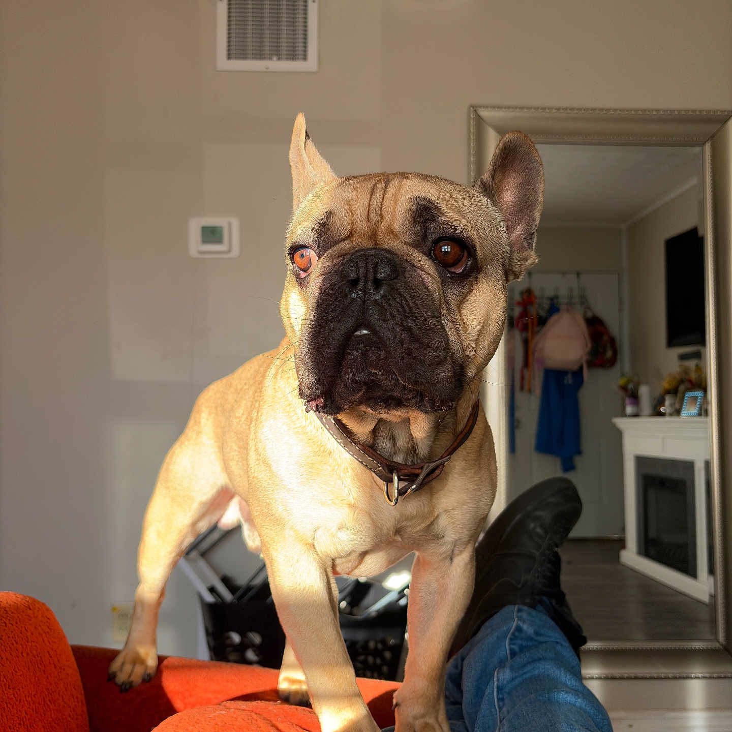 Bruno Barkman is registered to the contest to win money with this photo: brown_eyes, casual, collar, couch, curious, dog, fireplace, french_bulldog, furniture, home, indoor, jeans, living_room, mirror, orange_couch, pet, reflection, relaxation, shoes, sunlight