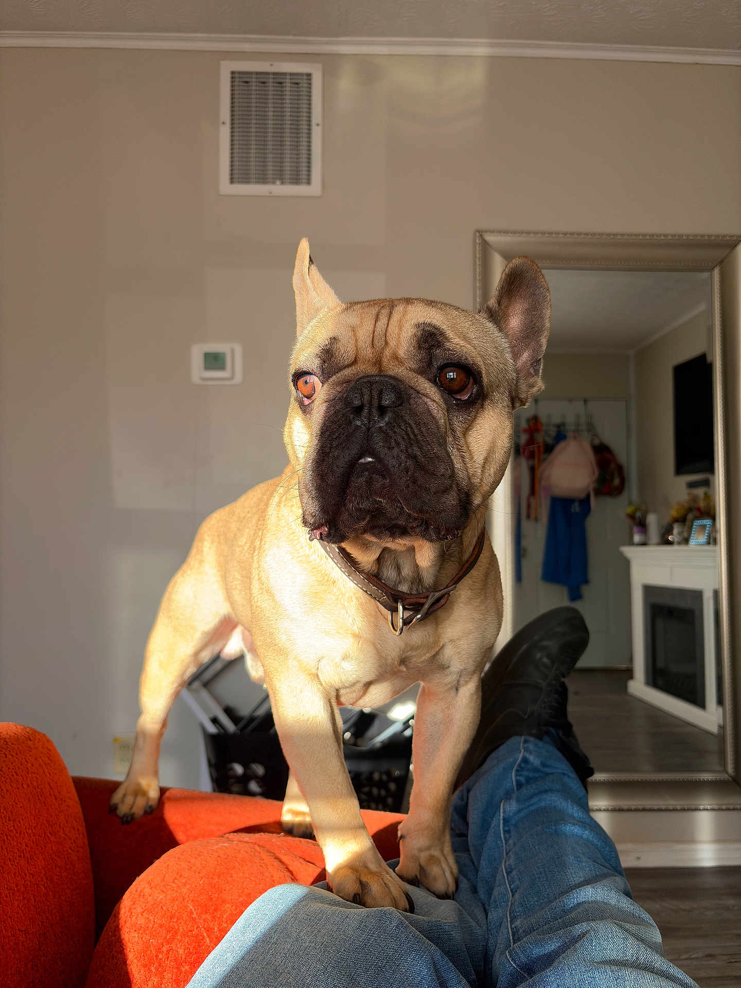 Bruno Barkman is registered to the contest to win money with this photo: dog, french_bulldog, pet, indoor, couch, orange_couch, jeans, shoes, mirror, reflection, living_room, fireplace, casual, sunlight, curious, brown_eyes, collar, furniture, relaxation, home