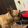 Bruno Barkman joined the competition — help win amazing prizes! french_bulldog, dog, indoor, floor, cable, chewing, ears, wooden_floor, wall_outlet, shoe, appliance, brown_dog, pet, curious, standing, close_up, side_view, domestic, animal, household