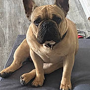 Bruno Barkman joined the competition — help win amazing prizes! dog, french_bulldog, pet, sitting, indoor, floor, cushion, brown_fur, ears, paws, collar, looking_at_camera, animal, canine, domestic, companion, portrait, fur_texture, household, resting