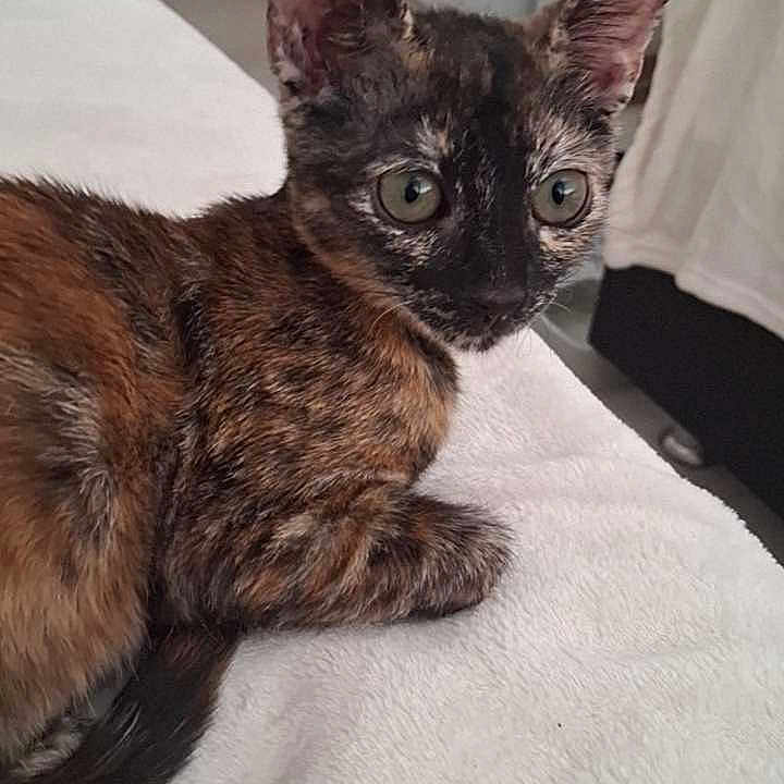 Aiko participe au concours pour gagner de l'argent avec cette photo : cat, kitten, tortoiseshell, feline, pet, animal, wide_eyed, large_ears, short_hair, fur, brown_fur, black_fur, orange_fur, portrait, indoors, bed, bedroom, relaxed, sitting, closeup