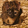 Aiko a rejoint le concours — aidez-le/la à gagner de superbes lots ! kitten, cat, tortoiseshell, fluffy, fur, eyes, ears, whiskers, animal, pet, cute, adorable, sitting, indoors, blanket, patterned, portrait, close_up, brown, black