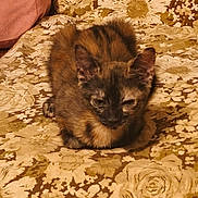 Aiko participe au concours pour gagner de l'argent avec cette photo : kitten, cat, animal, pet, furry, fluffy, brown, black, tortoiseshell, sitting, crouching, eyes, ears, whiskers, indoor, blanket, floral, patterned, cozy, portrait