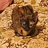 kitten, cat, animal, pet, furry, fluffy, brown, black, tortoiseshell, sitting, crouching, eyes, ears, whiskers, indoor, blanket, floral, patterned, cozy, portrait