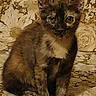 Aiko participe au concours pour gagner de l'argent avec cette photo : cat, kitten, tortoiseshell, animal, pet, sitting, portrait, front_view, face, eyes, ears, whiskers, fur, fluffy, brown_fur, black_fur, cream_fur, floral_pattern, sofa, indoors